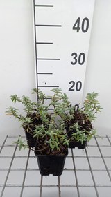 Helianthemum 'Fire Dragon' - pot 9x9 cm