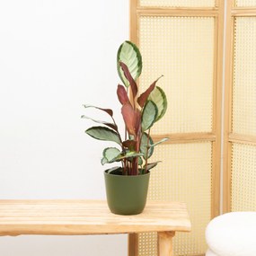 Calathea Picturata - 70cm
