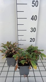 Lysimachia atropurpurea - pot 9x9 cm -