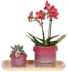 Kolibri Orchids | Gift set Aura | Roze Phalaenopsis orchidee Congo met groene plant in Aura sierpotten op bamboe dienblad