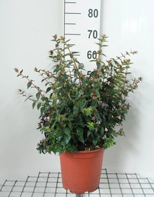 Abelia 'Edward Goucher' - pot 10L - 50-60 cm