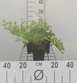 Osmunda regalis - pot 9x9 cm -