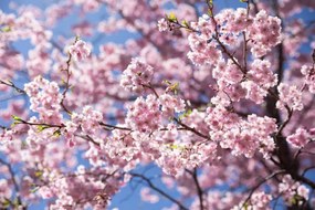 Foto Sweet sakura flower in springtime, somnuk krobkum