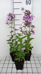 Phlox 'Franz Schubert' - pot 9x9 cm -