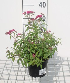 Spiraea japonica'Anthony Waterer'- pot 1,3L - 20-25 cm - Spierstruik