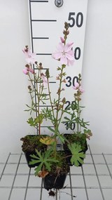 Sidalcea 'Elsie Heugh' - pot 9x9 cm -