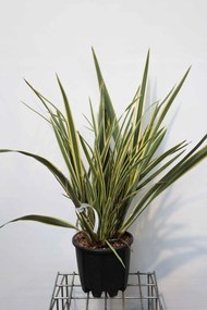 Phormium tenax 'Variegatum' - pot 10L - 60-80 cm