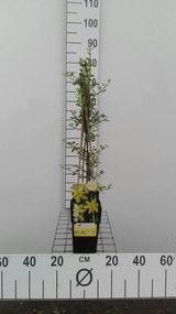 Jasminum nudiflorum - pot - 50-60 cm