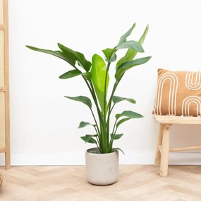 Strelitzia Nicolai - 70cm