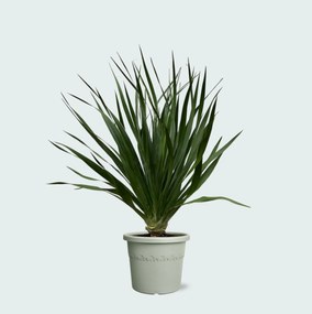 Dracaena Draco - 100cm