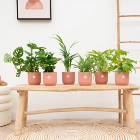 Verrassingsbox - 6 planten inclusief elho Vibes Fold RoundØ14
