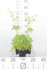 Geranium maculatum 'Album' - pot 9x9 cm