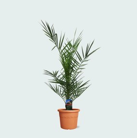 Phoenix Canariensis dubbelstam - 80cm