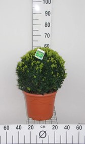 Buxus sempervirens - pot - bolvorm diameter 40+ cm