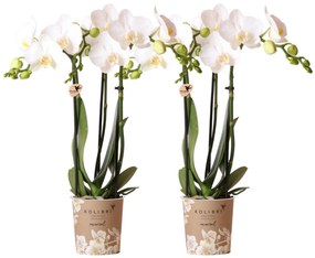 Combi deal - 2 Orchideeën