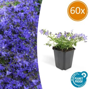 Campanula poscharskyana 'Stella' - 20cm