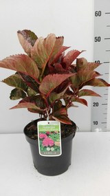 Hydrangea macrophylla 'Merveille Sanguinea' - pot - 25-30 cm