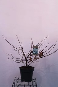 Viburnum plicatum 'Mariesii' - pot 12L - 60-80 cm