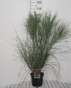 Cytisus 'Hollandia' - pot - 40-60 cm