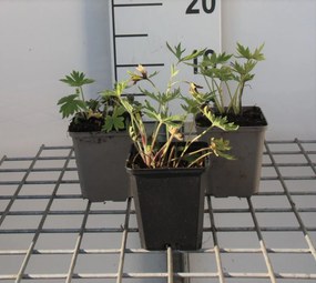 Delphinium 'Bellamosum' - pot 9x9 cm