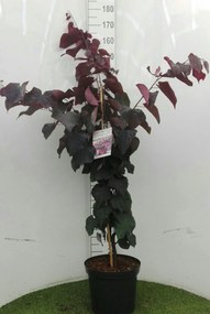 Cercis canadensis 'Forest Pansy' - pot 12L - 80-100 cm
