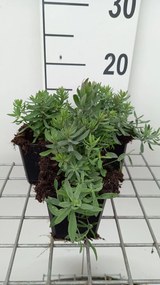 Linaria purpurea 'Canon J. Went' - pot 9x9 cm -