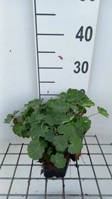 Alchemilla vulgaris - pot 9x9 cm (Vrouwenmantel) -