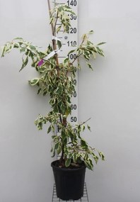 Cornus alba 'Variegata' - pot 10L - 100-125 cm