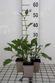 Rudbeckia nitida 'Herbstsonne' - pot 9x9 cm -