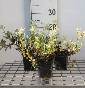 Anaphalis triplinervis - pot 9x9 cm -
