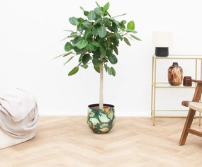 Ficus Benghalensis Audrey op stam - 150cm