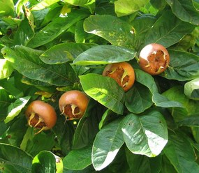 Mespilus germanica 'Nottingham' - pot 12L - 125-150 cm