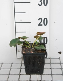 Nymphaea alba - pot 3L -