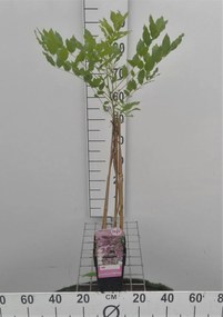 Wisteria floribunda 'Honbeni' - pot - 50-60 cm -