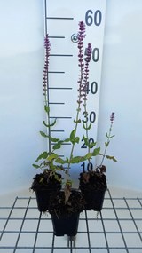 Salvia nemorosa 'Amethyst' - pot 9x9 cm