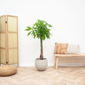 Pachira aquatica - 110cm