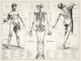 Ilustratie Antique Illustration of the Human Body & Skeleton (Biology), (40 x 30 cm)