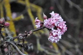 Viburnum x bodnantense 'Dawn' - pot 25L - 100-125 cm