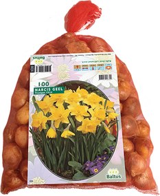 Baltus 'Narcis' Geel - voorjaarsbloeiers - 100 bollen
