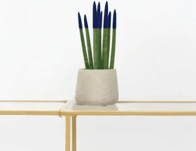 Sansevieria Cylindrica Velvet Touchz blauw - 25cm