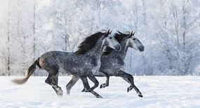 Foto Two running grey Purebred Spanish horses, Abramova_Kseniya
