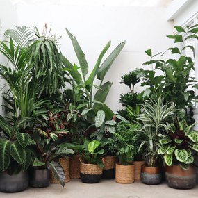 Verrassingspakket L – 5 planten