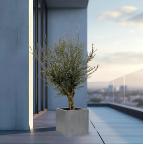Olijfboom Olea Europaea Lorc vertakt inclusief pot Block - 225cm