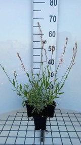 Gaura lindheimeri 'Corrie's Gold' - pot 9x9 cm