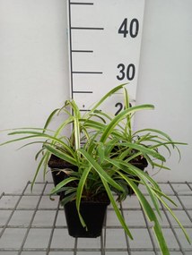 Liriope muscari 'Variegata' - pot 9x9 cm