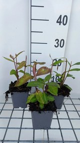 Phlox 'Eva Cullum' - pot 9x9 cm