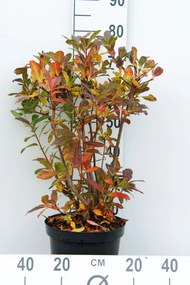Azalea knaphill - oranje - pot 7,5L - 80+ cm