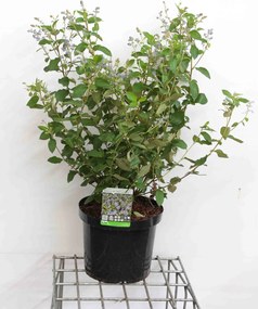 Ceanothus x delilianus 'Gloire de Versailles' - pot 10L - 60-80 cm