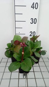 Bergenia 'Rotblum' - pot 9x9 cm -