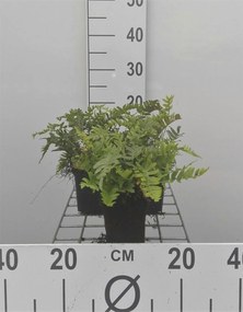 Polypodium vulgare - pot 9x9 cm -